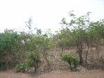 4033RIMG0337.JPG