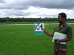 123870101b-irrigated-canal-large-area-rice-singlecrop.gif