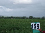 69470159c-rainfed-agriculture-vegetables-potato-beans.jpg