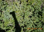 2012-09-27_14-25-39_156.JPG