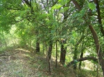 1779524042008(52).JPG