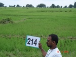 127680214c-irrigated-canal-rice.gif
