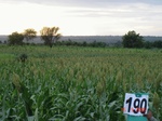 70440190c-rainfed-hilly-agriculture-sorghum.jpg