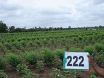 71350222b-rainfed-agriculture-mixedcrop-cotton-dominant-sorghum-gram.jpg