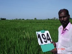127060194b-irrigated-supplemental-groundwater-tubewell-rice-doublecrop.gif