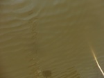 58490CIMG2940.JPG