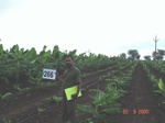 72820266d-irrigated-supplemental-groundwater-drip-irrigation-plantation-banana.jpg