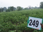 72200249a-rainfed-irrigated-groundwater-cotton-dominant-sugarcane-gram.jpg