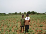 12379008d-rainfed-mixed-crop-cotton-dominant-sorgam-fallows.gif