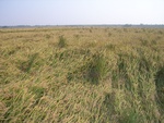 4602RIMG0042-1.JPG
