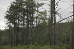 2022-06-11_17-54-39_B4CF04F2-4F88-45CA-8B96-54CE451DE382.jpeg