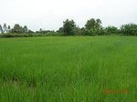 1797820090720_gt01a_Agriculture_Rice_Irrigated_Triple_Continous.JPG