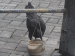 16478IMG_5263.JPG