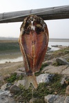 4250IMG_8889.JPG