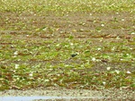 2017-06-12_12-50-22_DSCN3784.JPG