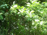 545511052008(20).JPG