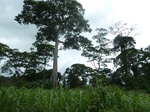 20584P1020441.JPG
