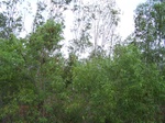 538302052008(85).JPG