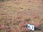 8099063-Bushland-Succulant-b.jpg