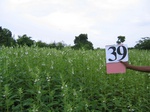 829239-cropland-chena-mix-sesamum-main-a.jpg