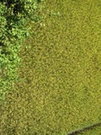15427IMG_4294.JPG