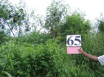 1055165-plantation-young-multipurpose-a.gif