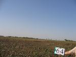 10293064-Irrigated (Surface water) cotton-a.jpg
