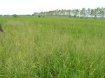 1798320090820_gt01a_Agriculture_Rice_Irrigated_Triple_Continous.JPG