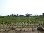 18887P1000729.JPG