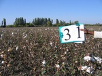8030031-Irrigated (Surface water) cotton-b.jpg