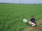 76820388a-irrigated-supplemental-tank-rice.jpg