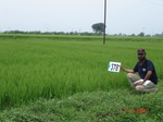 133510378c-irrigated-canal-rice-doublecrop.gif