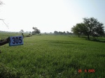 74070305b-irrigated-supplemental-groundwater-rice.jpg