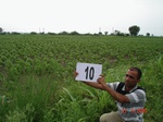 6055010c-irrigated-canal-nagarjunsagar-cotton-chilles-rice.jpg