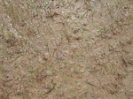 1801020090709_gt02b_Agriculture_Rice_Irrigated_Triple_Continous.JPG