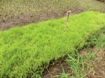 2012-09-07_10-20-09_CIMG6721.JPG