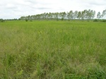 1798520090831_gt01a_Agriculture_Rice_Irrigated_Triple_Continous.JPG