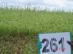 129390262b-rainfed-agriculture-mixed-crop-blackgram-dominant-sorghum-greenpeas.gif