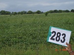 73350283c-rainfed-agriculture-soyabean.jpg
