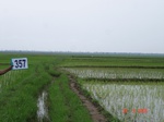 75780357c-irrigated-supplemental-major-tank-rice.jpg