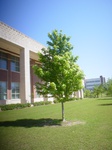 8739maple.JPG