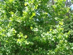 2017-05-29_11-53-44_DSC01297.JPG