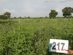 127750217a-rainfed-agriculture-soyabean.gif