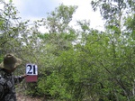 824722-forest-scatered-trees-eucalyptus-shrubsb.jpg