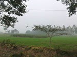 42061CIMG9276.JPG