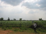 7783gt030-cropland-rainfed-with-supplemental-irrigation.jpg