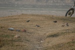 4254IMG_8893.JPG