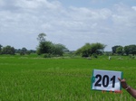 70770201d-irrigated-canal-rice.jpg