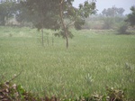 522526042008(25).JPG