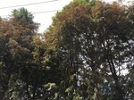 2017-09-12_12-38-48_3FEDA0F9-EF9E-4CD1-8129-BB2763FD8001.jpg